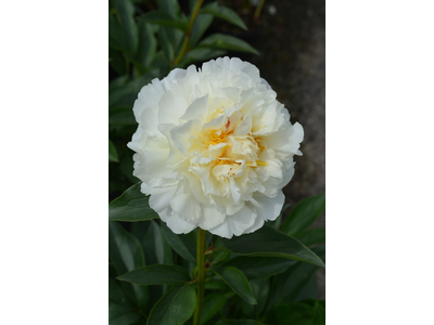 Paeonia lactiflora