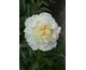 Paeonia lactiflora Couronne d'Or