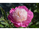 Paeonia lactiflora Gay Paree