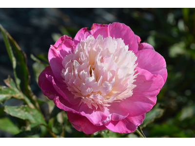 Paeonia lactiflora