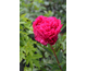 Paeonia lactiflora Karl Rosenfield