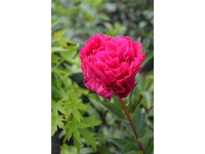 Paeonia lactiflora