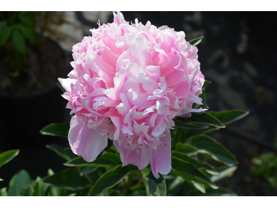 Paeonia lactiflora