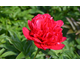 Paeonia lactiflora Many Happy Returns