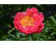 Paeonia lactiflora