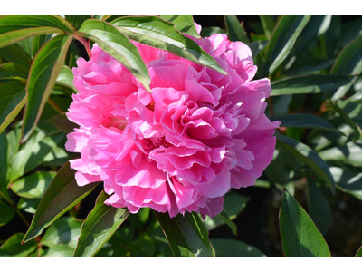 Paeonia lactiflora