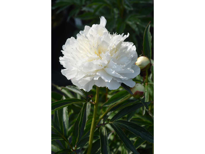 Paeonia lactiflora