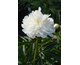 Paeonia lactiflora Shirley Temple