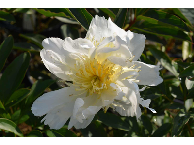 Paeonia lactiflora