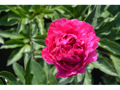 Paeonia lactiflora