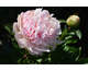 Paeonia lactiflora Angel Cheeks