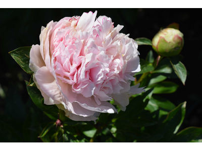 Paeonia lactiflora