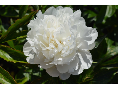 Paeonia lactiflora