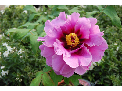 Paeonia suffruticosa