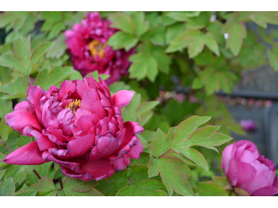 Paeonia suffruticosa