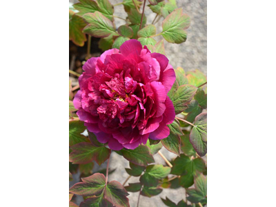 Paeonia suffruticosa