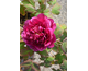 Paeonia suffruticosa Wu Long Peng Sheng