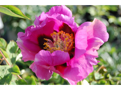 Paeonia suffruticosa ssp. rockii