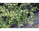 Parasyringa sempervirens 