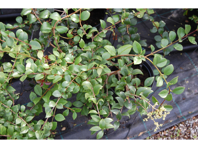 Parasyringa sempervirens