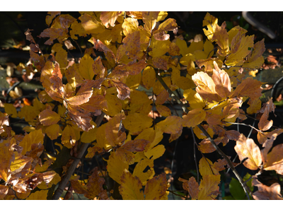 Parrotia persica