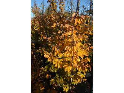 Parrotia persica