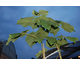 Paulownia fortunei Fast Blue (Minfast)