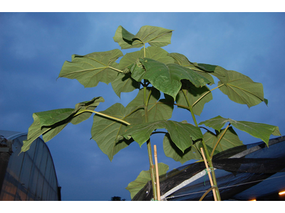 Paulownia fortunei