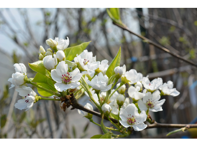 PERO (Pyrus communis)