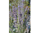 Perovskia atriplicifolia Prime Time ®