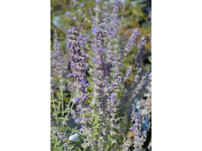 Perovskia atriplicifolia
