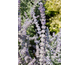 Perovskia atriplicifolia Blue Shadow ®