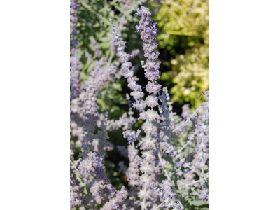 Perovskia atriplicifolia