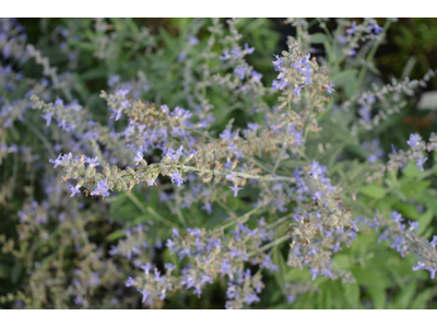 Perovskia atriplicifolia