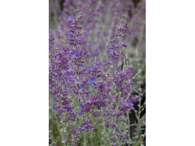 Perovskia atriplicifolia