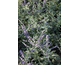 Perovskia atriplicifolia Silvery Blue ®