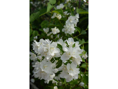 Philadelphus