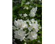 Philadelphus