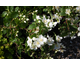 Philadelphus Dame Blanche