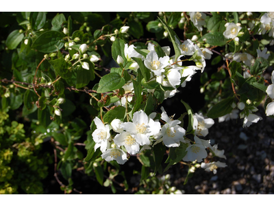 Philadelphus