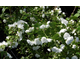 Philadelphus Frosty Morn