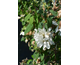 Philadelphus Little White Love ®