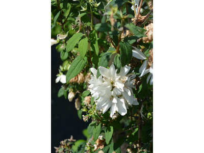 Philadelphus