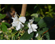 Philadelphus x virginalis