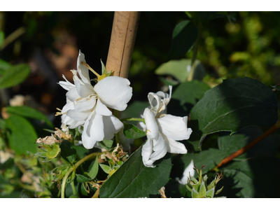 Philadelphus x virginalis