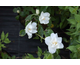 Philadelphus x virginalis