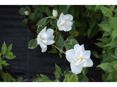 Philadelphus x virginalis