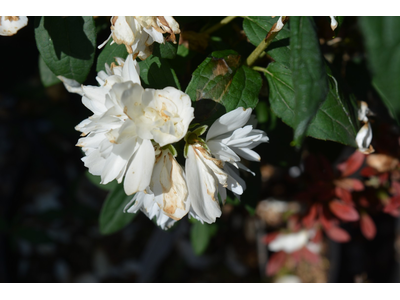 Philadelphus