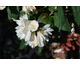 Philadelphus