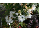 Philadelphus Snowbelle
